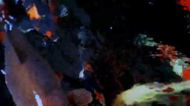 Japon koi balığı ya da süslü sazan balığı siyah taştan yapılmış bir balık havuzunda yüzer. Rahatlamak için popüler hayvanlar ve feng shui anlamı. Tatlı su hayvanları onları şans getirmesi için saklar.