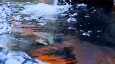 Japon koi balığı ya da süslü sazan balığı siyah taştan yapılmış bir balık havuzunda yüzer. Rahatlamak için popüler hayvanlar ve feng shui anlamı. Tatlı su hayvanları onları şans getirmesi için saklar.