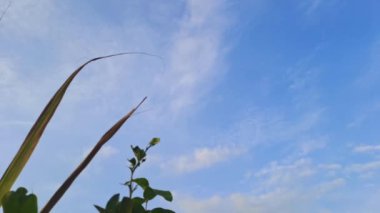 Güneşli bir öğleden sonra yeşil limon yaprakları ev bahçesinde