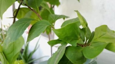 Taze yeşil bougainvillea yaprakları, sabah evin önünde vurulmuş.