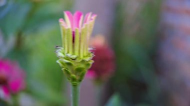Zinnia elegans çiçek, makro çekim sabah bahçede