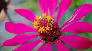 Zinnia elegans çiçek, makro çekim sabah bahçede