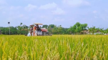Magetan, Endonezya - 21 Ekim 2022: pirinç hasat makinesi operatörü, Tarlalardaki hasatı kutlayan insanlar