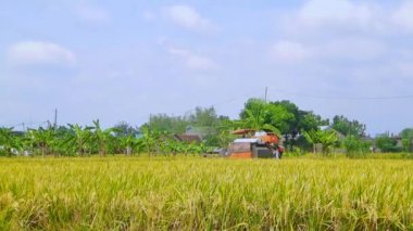 Magetan, Endonezya - 21 Ekim 2022: pirinç hasat makinesi operatörü, Tarlalardaki hasatı kutlayan insanlar