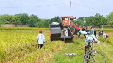 Magetan, Endonezya - 21 Ekim 2022: pirinç hasat makinesi operatörü, Tarlalardaki hasatı kutlayan insanlar