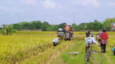 Magetan, Endonezya - 21 Ekim 2022: pirinç hasat makinesi operatörü, Tarlalardaki hasatı kutlayan insanlar