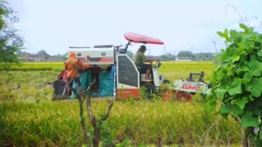 Magetan, Endonezya - 21 Ekim 2022: pirinç hasat makinesi operatörü, Tarlalardaki hasatı kutlayan insanlar