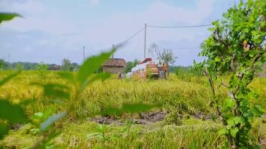 Magetan, Endonezya - 21 Ekim 2022: pirinç hasat makinesi operatörü, Tarlalardaki hasatı kutlayan insanlar