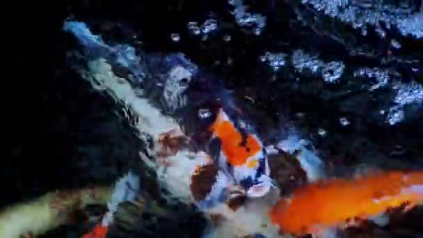Japońskie Ryby Koi Lub Fancy Carp Pływać Stawie Rybnym Czarnego — Wideo stockowe