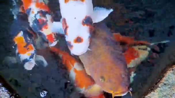 Pesce Koi Giapponese Carpa Fantasia Nuotare Uno Stagno Pesci Pietra — Video Stock