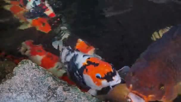 Una Colección Peces Koi Nadando Estanque Peces Piedra Natural Muy — Vídeos de Stock