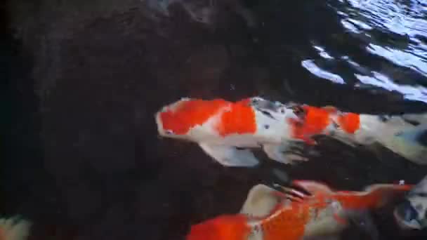 Een Verzameling Koi Vissen Zwemmen Een Zeer Mooie Mooie Natuurstenen — Stockvideo