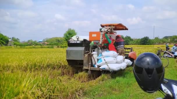 印度尼西亚马吉坦 2022年10月21日 水稻收获机操作员 人们在田里庆祝收获 — 图库视频影像