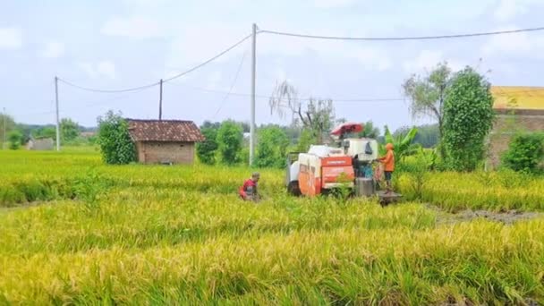 Magetan Ινδονησία Οκτωβρίου 2022 Χειριστής Μηχανών Συγκομιδής Ρυζιού Άνθρωποι Γιορτάζουν — Αρχείο Βίντεο