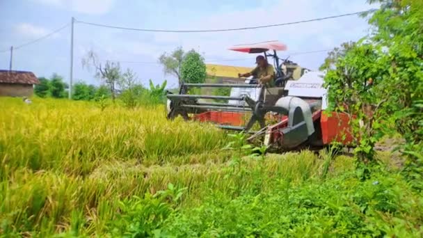 印度尼西亚马吉坦 2022年10月21日 水稻收获机操作员 人们在田里庆祝收获 — 图库视频影像