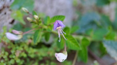 Cleome Rutidosperma püsküllü örümcek çiçeği, mor Cleome Cleome, mor anne, anne lanang doğal bir geçmişi olan, sabah bahçede makro çekim yapan