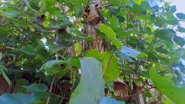 4k video kaydı. Güneşin yapraklı yeşil yaprakların arasına yakın çekim, hareket eden kamera tarzıyla alçak açıyla, sinematik videolar için mükemmel.