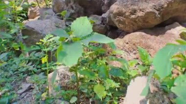 4k video kaydı. Güneşin yapraklı yeşil yaprakların arasına yakın çekim, hareket eden kamera tarzıyla alçak açıyla, sinematik videolar için mükemmel.