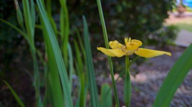 Galphimia gracilis, Malpighiaceae familyasından Galphimia familyasından yaygın olarak kullanılan bir tür.