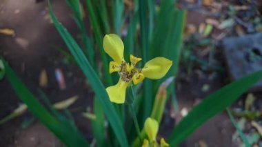 Galphimia gracilis, Malpighiaceae familyasından Galphimia familyasından yaygın olarak kullanılan bir tür.