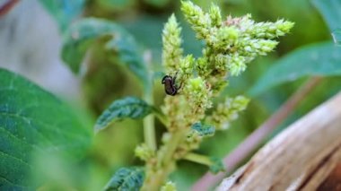 4k video görüntüsü, yeşil ıspanak çiçeğini arayan küçük siyah bir eşekarısının sinemalar için mükemmel olduğunu gösteriyor.