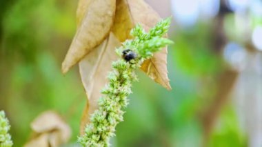 4k video görüntüsü, yeşil ıspanak çiçeğini arayan küçük siyah bir eşekarısının sinemalar için mükemmel olduğunu gösteriyor.