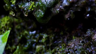 4k video kaydı. Su damlacıklarını nemli yeşil yosunlu taş bir duvarın arasına kapatın. Sinema videoları için mükemmel.