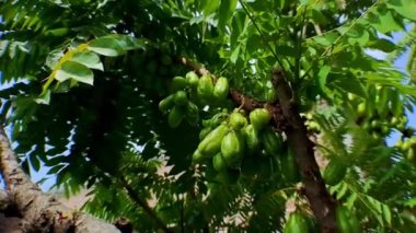 4k video kaydı. Hareket eden kamera tarzıyla ağaç dalları arasındaki yeşil yıldız meyvesini kapatın. Sinema videoları için mükemmel.