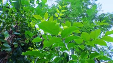 4k video kaydı. Güneşin yapraklı yeşil yaprakların arasına yakın çekim, hareket eden kamera tarzıyla alçak açıyla, sinematik videolar için mükemmel.