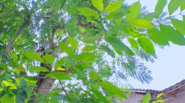 4k video kaydı. Güneşin yapraklı yeşil yaprakların arasına yakın çekim, hareket eden kamera tarzıyla alçak açıyla, sinematik videolar için mükemmel.