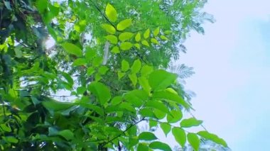 4k video kaydı. Güneşin yapraklı yeşil yaprakların arasına yakın çekim, hareket eden kamera tarzıyla alçak açıyla, sinematik videolar için mükemmel.