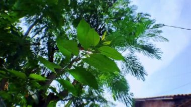 4k video kaydı. Güneşin yapraklı yeşil yaprakların arasına yakın çekim, hareket eden kamera tarzıyla alçak açıyla, sinematik videolar için mükemmel.
