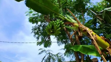 Güneşli bir havada muz ağacındaki çiğ organik yeşil muzların 4K video görüntüleri. Muz ağacı ve muz, alçak açılı kamera hareket ediyor.
