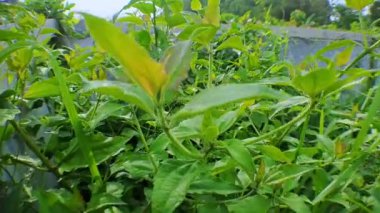 4k video görüntüsü binanın yanında büyüyen yeşil çimlerin yakınından hareketli kamera tarzıyla çekilmiş, sinematik videolar için mükemmel.