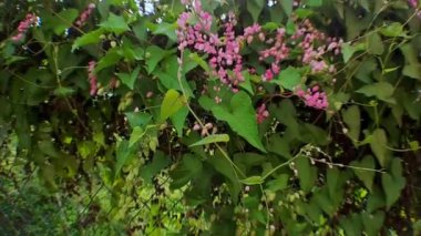 4k video görüntüsü Coral Vine Antigonon leptopus pembesi parlak güneş ışığı görüntüsüyle büyümeye devam ediyor. Kamera hareketlerinde düşük açı, sinematik videolar için mükemmel.