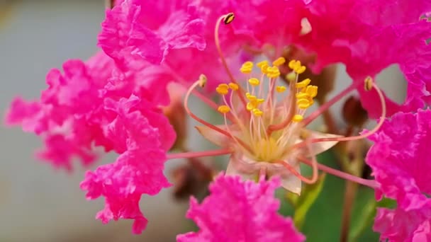 Różowy Krepa Myrtle Płatki Kwiatów Crape Stamens Bardzo Piękne Tle — Wideo stockowe