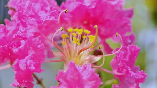 ピンクのクレープマートル菜の花の花びらと雄しべ 背景と壁紙のための非常に美しい — ストック動画