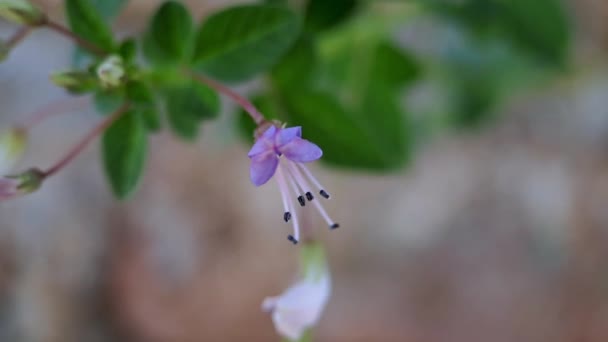 クリームRutidospermaフリンジクモの花 紫のクリーム 紫のママン 自然の背景を持つママンラン 庭で午前中に撮影されたマクロ — ストック動画