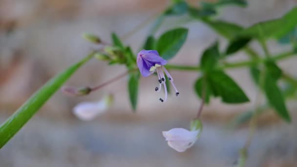 Cleome Rutidosperma Frędzli Kwiat Pająka Purpurowy Cleome Fioletowy Maman Ssak — Wideo stockowe