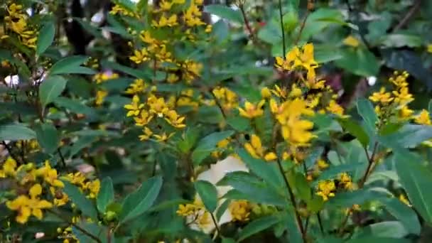 Galphimia gracilis, une espèce du genre Galphimia de la famille des Malpighiaceae, souvent sous les noms communs douche or ou douche or, mince douche or ou parfois thryallis