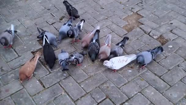Pigeons Various Colors Eating Corn Ground Sidewalks City Park — Stock Video