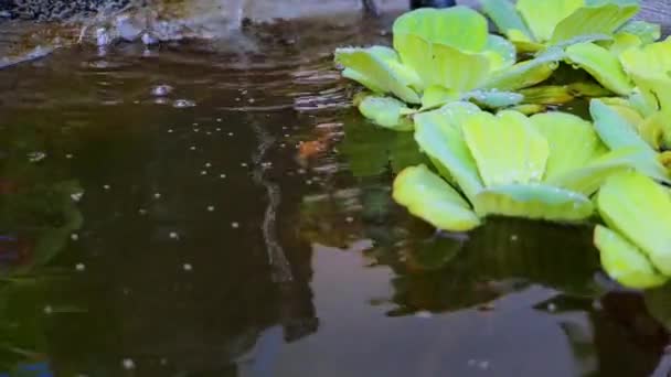 Video Footage Close Mini Waterfall Flowing Mini Black Rock Fish — Stock Video