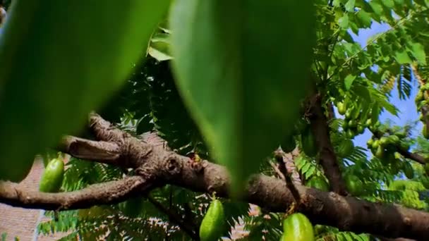 4K视频记录绿星果的关闭 它位于树枝之间 有一个移动的相机风格 非常适合电影视频 — 图库视频影像