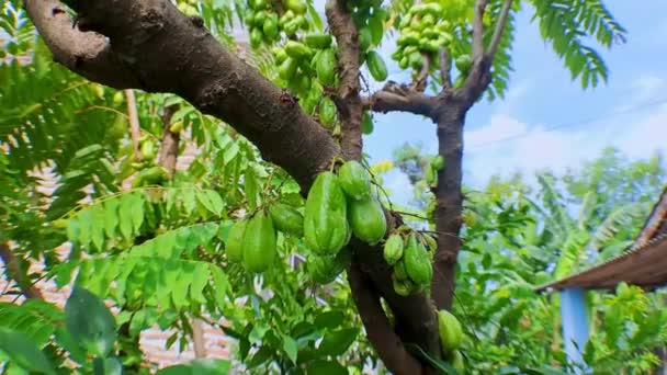 Video Nahrávání Close Green Starfruit Tree Branches Moving Camera Style — Stock video