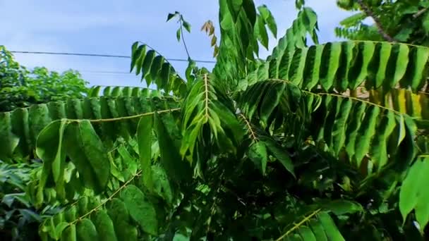 Gravação Vídeo Close Green Starfruit Tree Branches Moving Câmera Style — Vídeo de Stock