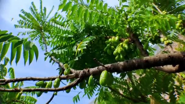 4K视频记录绿星果的关闭 它位于树枝之间 有一个移动的相机风格 非常适合电影视频 — 图库视频影像
