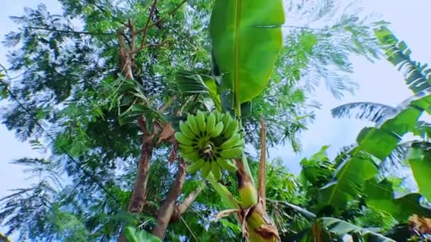 天気の良い日にバナナの木に生の有機グリーンバナナの4Kビデオ映像 バナナの束とバナナの木 カメラで撮影した低角度の移動 — ストック動画