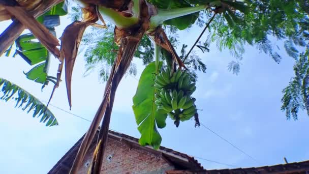 在阳光充足的天气里 在香蕉树上的4K段原始有机香蕉视频 香蕉树与香蕉束 低角度拍摄与相机移动 — 图库视频影像