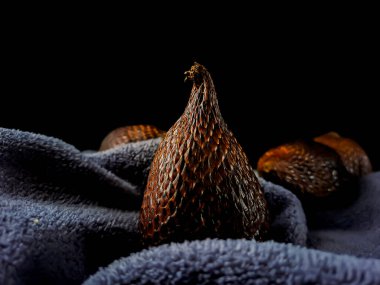 Salak, yaygın olarak yenen bir palmiye meyvesi türüdür. Sayan veya yılan meyvesi, bilimsel adı Salacca zalacca 'dır. siyah havlu arkaplanı