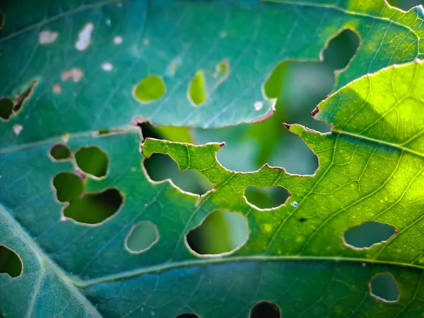 green leaves with holes because they are eaten by pests and beetles background green blur.